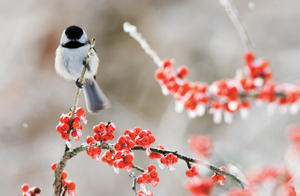 Chickadee Chickadee